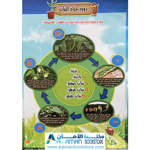 Al-Aman Bookstore - Arabic & Islamic Bookstore in USA - بوستر دورة حياة النبات - لوحة دورة حياة النبات